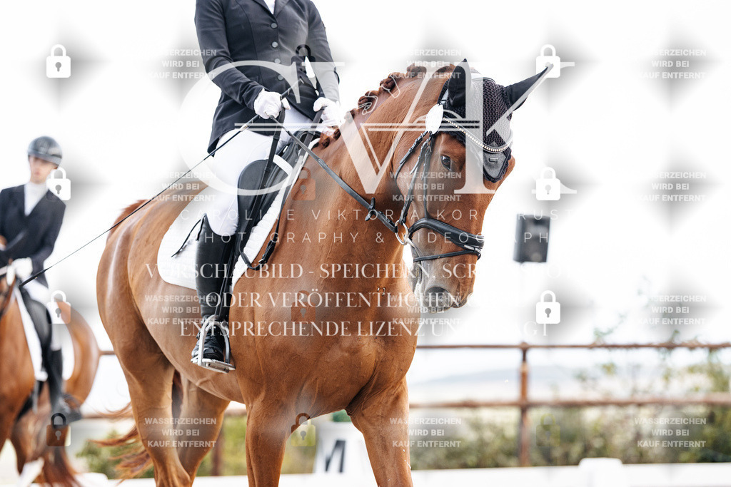 CK900716 | Turnierfotografie Pferdefotografie Trier Rheinland-Pfalz Pferdesport Reitsport Tierfotografie Sportfotografie Pferdevideo Pferdevideografie Equestrianvideography equestrianphotography  - Realisiert mit Pictrs.com