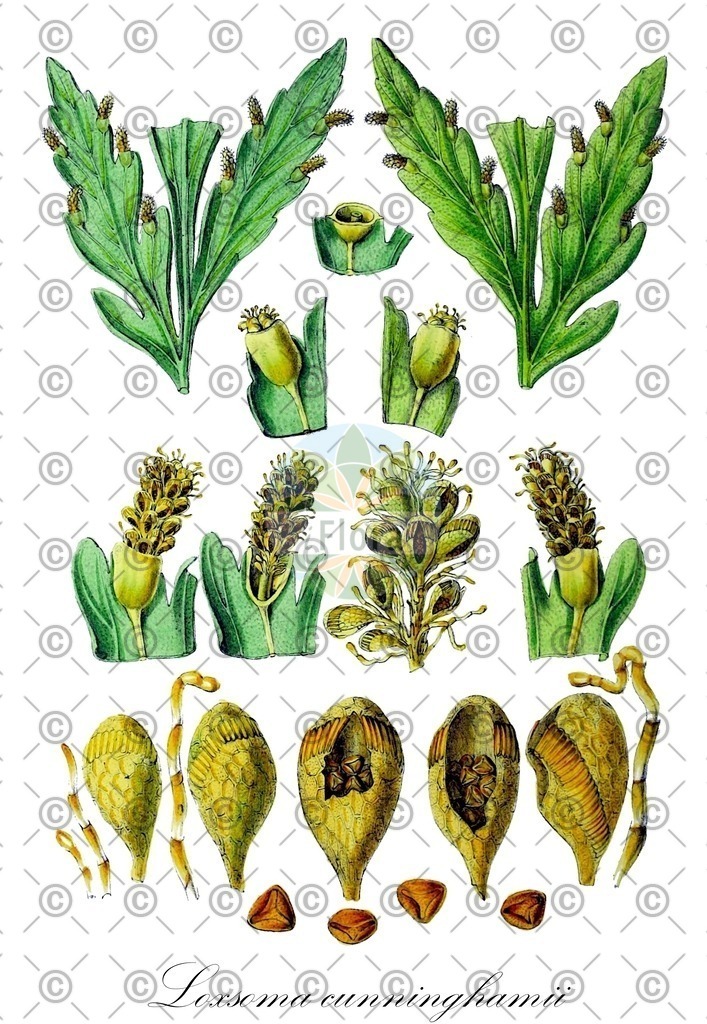 HistAbb_wfo-0001112334_1_ENZY_Simple | Historische Abbildung von Loxsoma cunninghamii - Cyatheaceae | Historical Illustration of Loxsoma cunninghamii - Cyatheaceae