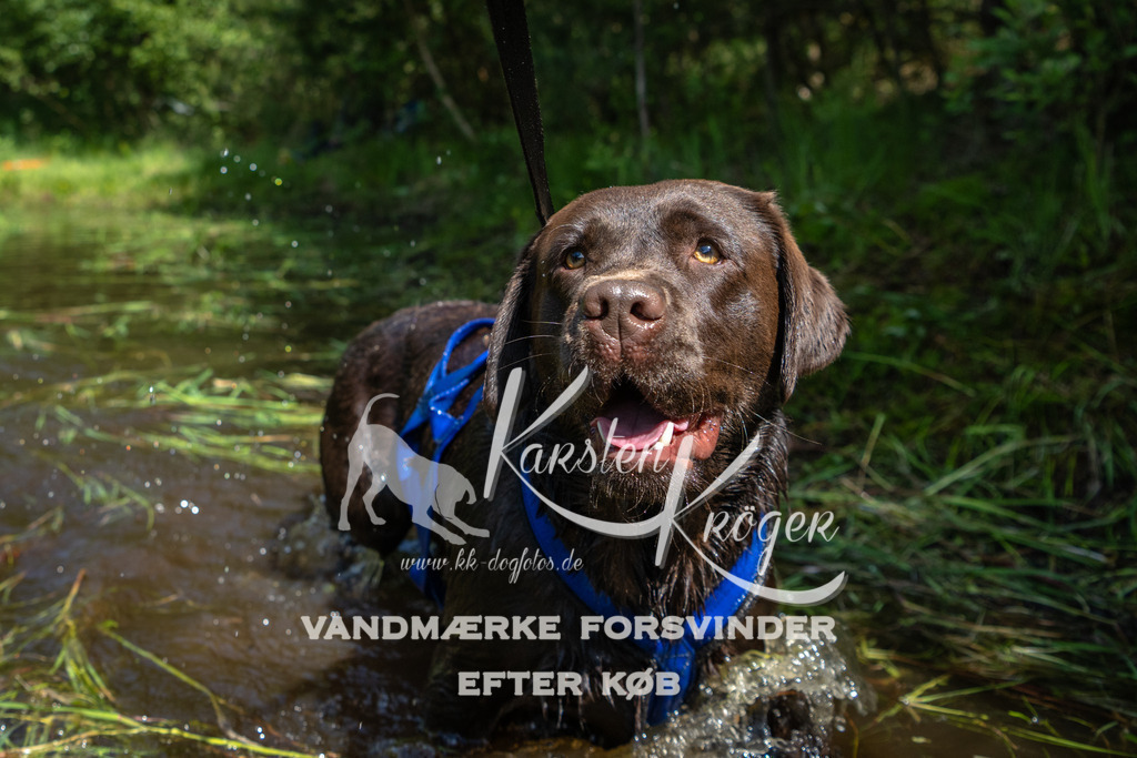 1143DKK990992 | kk-dogfotos