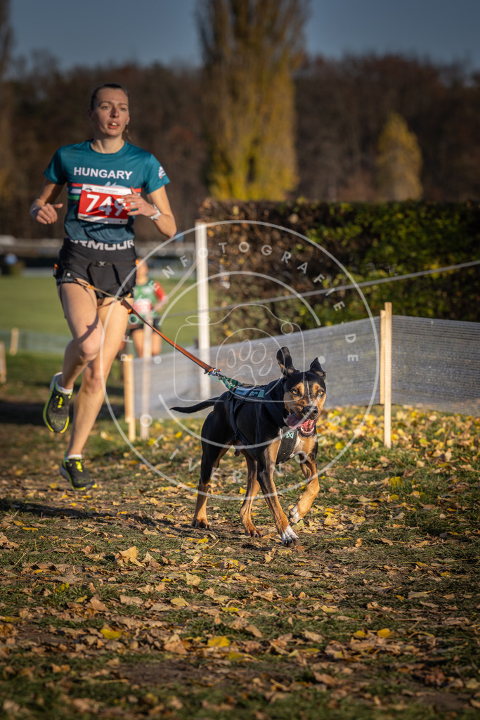 CaniXpix_DV3A2383 | Hundefotografie, Tierfotograf, Pfotenfotografie, Fotoshooting Hund, Hunde Portrait, Hundesport, Hundeportraits, Heideshooting, Hunde, Sportfotograf, Hundefotograf, Turnierhundsport, THS,  - Realisiert mit Pictrs.com