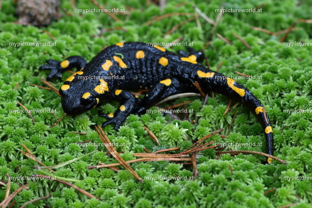 Feuersalamander-038 | Das Bilderarchiv über Tiere, Planzen und Landschaften. In der Bilddatenbank finden Sie ein große Auswahl an hochwertigen Bilder für Ihre Werbung - Realisiert mit Pictrs.com