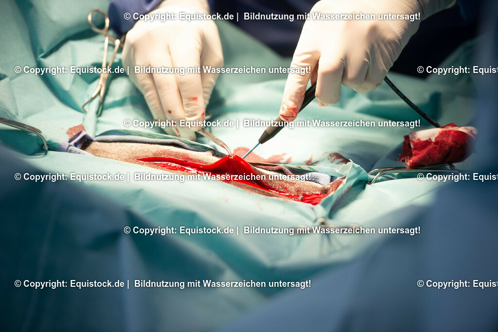 20191022_Kolik_OP_0023 | equistock