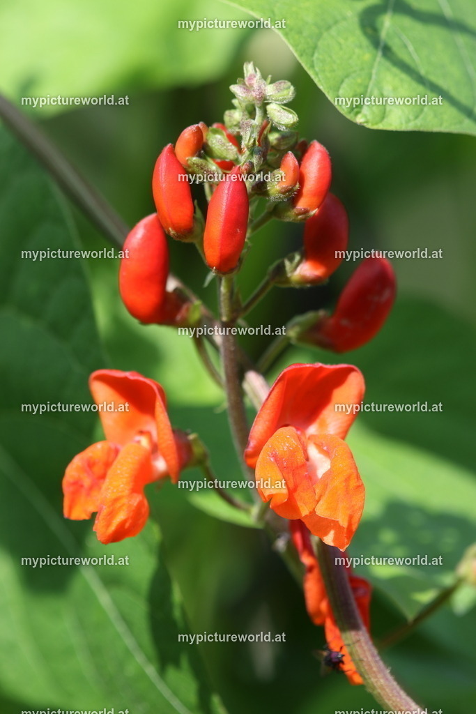 Feuerbohne-010 | Das Bilderarchiv über Tiere, Planzen und Landschaften. In der Bilddatenbank finden Sie ein große Auswahl an hochwertigen Bilder für Ihre Werbung - Realisiert mit Pictrs.com