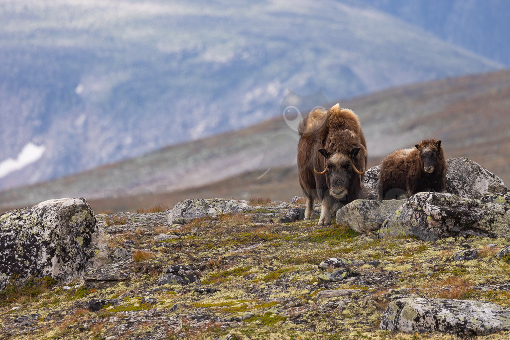R5NF4835_20240803 | Die wild lebenden Moschusochsen sind eine der Hauptattraktionen des Dovrefjell-Nationalparks an der Grenze zwischen Süd- und Mittelnorwegen. Sie gehören zu den wenigen Tieren, die es in Europa gibt und lassen sich bei einem Besuch des Nationalparks gut beobachten. Rund 80 bis 100 Tiere leben im Westen des Parks in der kargen, kalten Fjellregion, die sie auf der Suche nach ihren Nahrungspflanzen durchstreifen.  - Realisiert mit Pictrs.com
