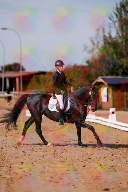 2026_10_03_Siefer-Hof_115748_Z81_98692011 | Professionelle Reitsport-, Turnier- und Eventfotografie von Robert Broda. Galerien mit ausgewählten und bearbeiteten Bildern direkt online ansehen und bestellen.
