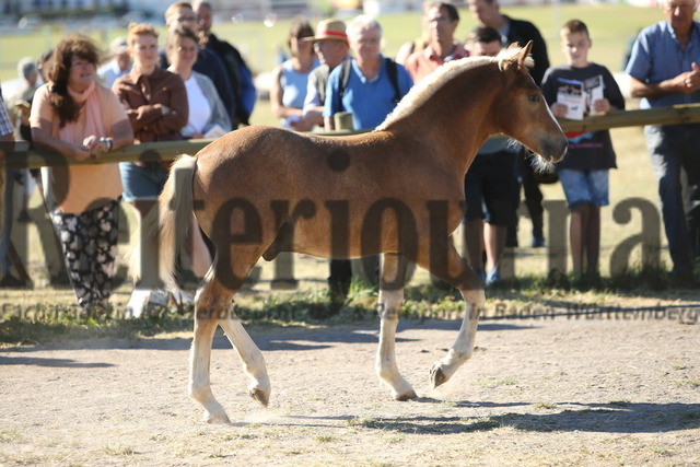 Fohlenschau_St.Märgen_2022_KN_08 (11) | Alle Fotos der Reiterjournal Fotografin Doris Matthaes im Reiterjournal Online-Fotoshop. - Realisiert mit Pictrs.com