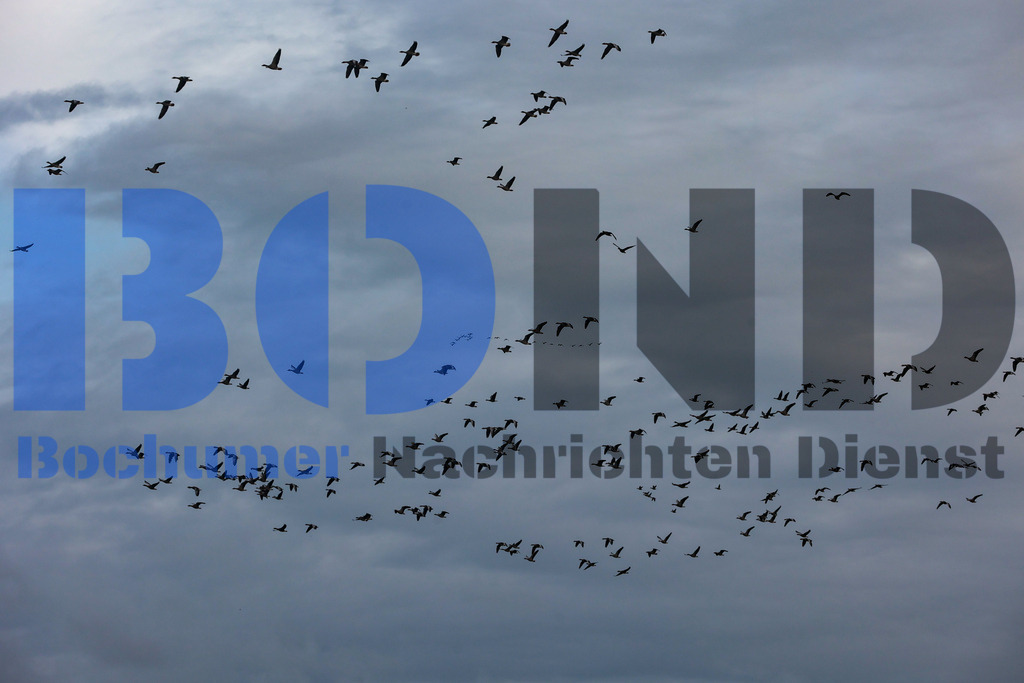  30.10.2023 - 
 | Sebastian Sendlak / Bochumer Nachrichtendienst (BOND) - Ueberfuehrung Carnival Jubilee - Meyer Werft Papenburg - Realisiert mit Pictrs.com