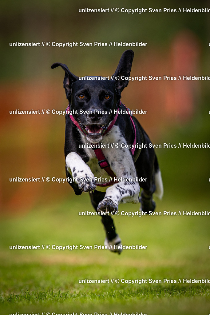 Sven Pries | 2024-09-22 - Hunderennen Baden-BadenPudelverein - Realisiert mit Pictrs.com