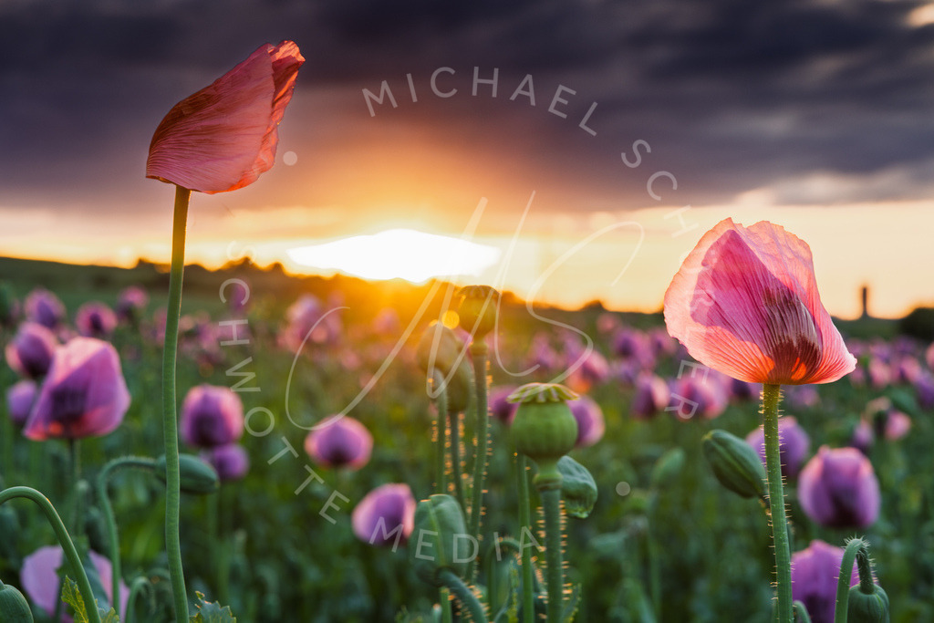 2025-05-20 2025-05-20 Erlenbacher Oelmuehle Mohnblumen 226 | Schwotte Media - Realisiert mit Pictrs.com