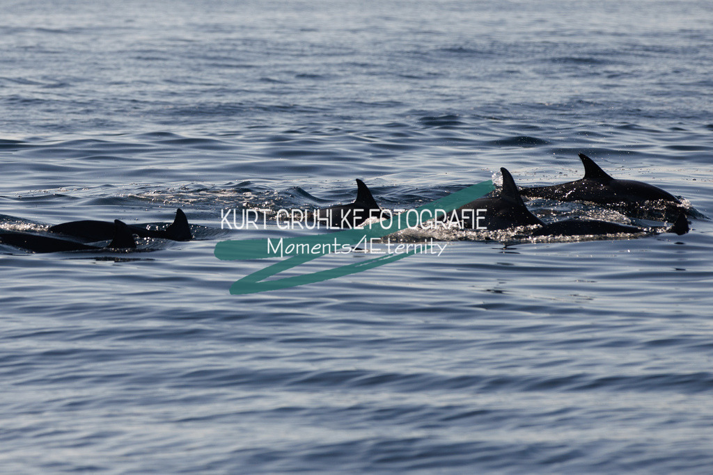 230721-1620 | onlinegalerie und Fotoshop Kurt Gruhlke Fotograf Berlin
Hochzeitsfotograf Eventfotograf Portraitfotografie
 - Realisiert mit Pictrs.com