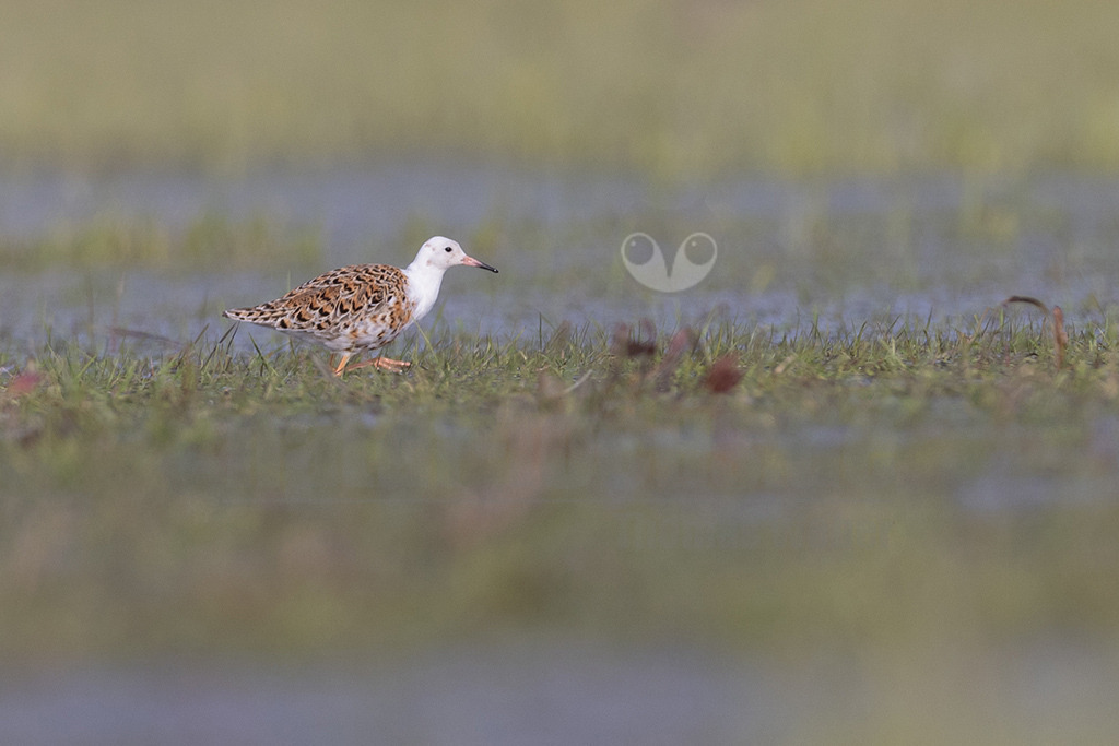 20220412083049 | Der Kampfläufer (Calidris pugnax, Syn.: Philomachus pugnax) ist ein streng geschützter, knapp 30 cm großer Schnepfenvogel der Paläarktis, der in der nördlichen Tundra, aber auch in feuchten Niederungswiesen und Mooren in ganz Eurasien brütet. Kampfläufer sind Zugvögel. - Realisiert mit Pictrs.com