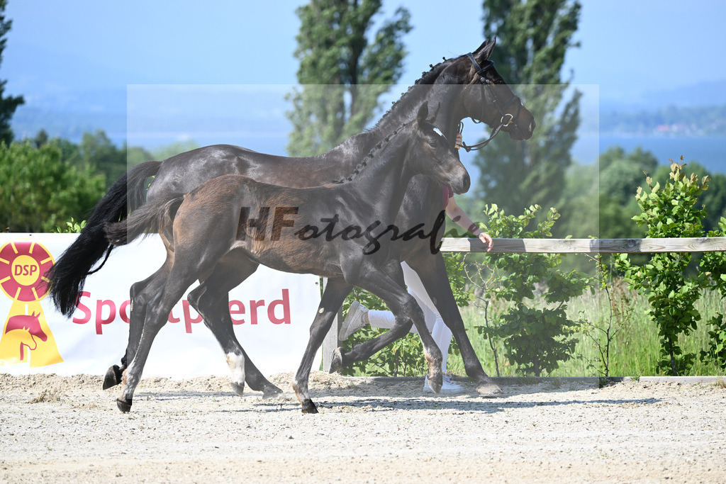 Kat-Nr. 1 SF Glasgow vant Merelsnest_Zuchthof Meindl GmbH_15230024 | hf-fotografie - Realizzato con Pictrs.com
