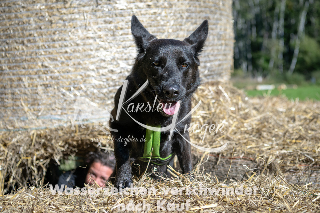 1207_ZZ90324-2 | kk-dogfotos