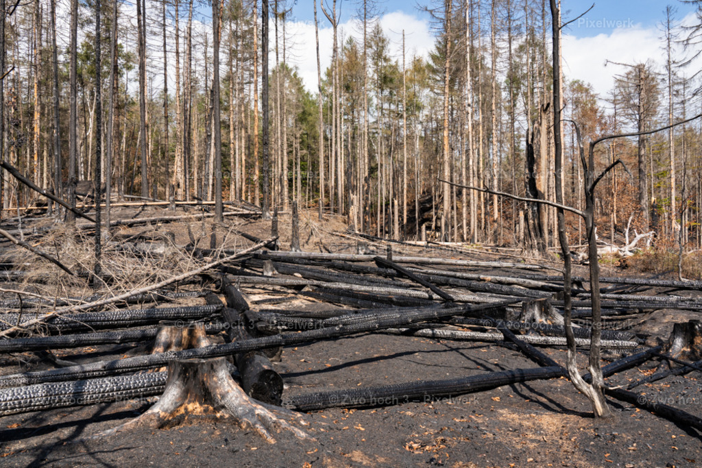 Rosssteig_Nahe_Katzenstein_Waldbrand_Baumstumpf_Baumstamm | 2022-08-30_Waldbrandgebiete_1 - Realisiert mit Pictrs.com