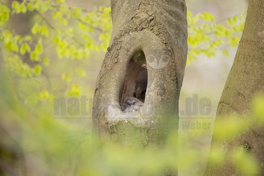 R5NF4484-20230426 | Der Ruf dieser Eulenart ist unverkennbar. Vor allem zur Balzzeit im Herbst und Spätwinter hören wir den unheimlich anmutenden Gesang der Waldkauzmännchen (Strix aluco). Dank seines dichten und samtartigen Gefieders und seiner kammartigen Flügelspitzen kann er nahezu lautlos auf Jagd gehen. Immer auf der Suche nach seiner bevorzugten Beute – Mäusen. - Realisiert mit Pictrs.com