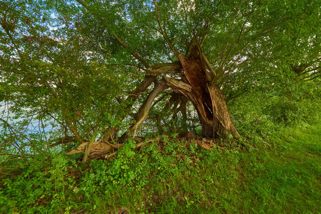 Am Elbe-Altarm bei Klieken_ 184 BedLasch | Fotos als Raumschmuck - Realisiert mit Pictrs.com