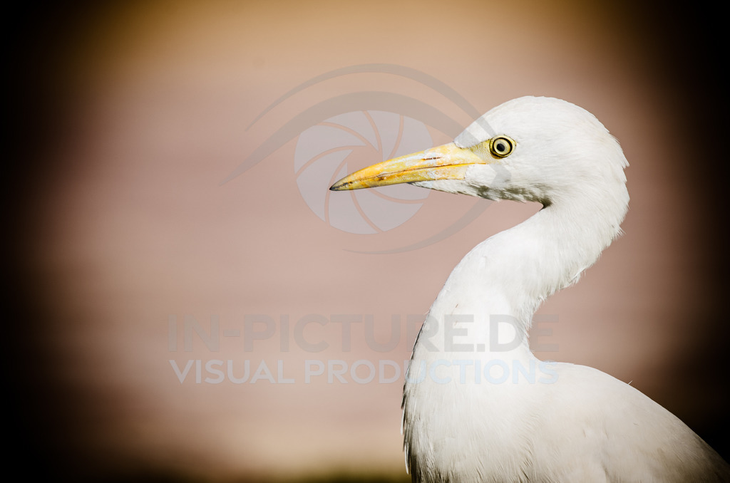 _DSC0457 | in-picture - Realisiert mit Pictrs.com