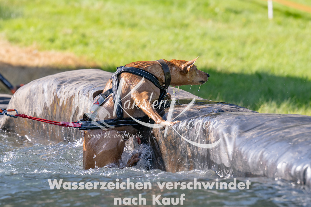 1007_ZZ90190 | kk-dogfotos