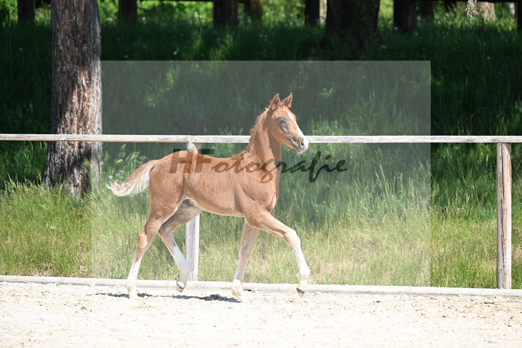 Don Schufro x Don Massimo_HF_Aumer_10250154 | hf-fotografie - Realizzato con Pictrs.com