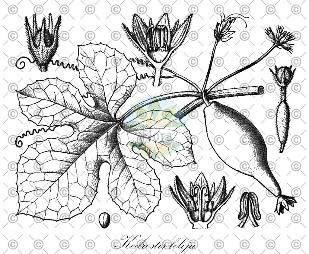 HistAbb_wfo-0000220770_1_ENZY_Simple | Historische Abbildung von Kedrostis leloja - Cucurbitaceae | Historical Illustration of Kedrostis leloja - Cucurbitaceae