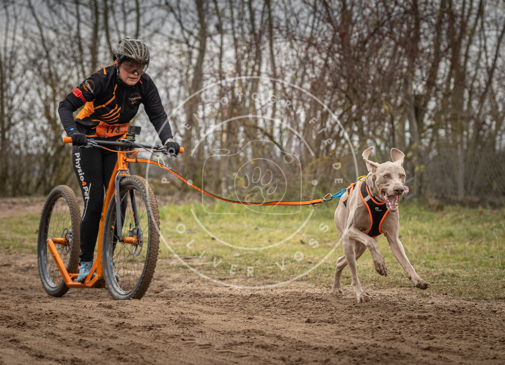Pfotenfotografie_DV3A9966 | Hundefotografie, Tierfotograf, Pfotenfotografie, Fotoshooting Hund, Hunde Portrait, Hundesport, Hundeportraits, Heideshooting, Hunde, Sportfotograf, Hundefotograf, Turnierhundsport, THS,  - Realisiert mit Pictrs.com