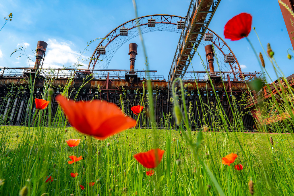 JT-210613 | Welterbe Zeche Zollverein, Kokerei Zollverein, bunte Blumenwiese, Mohnblumen, Sonnenrad, Essen NRW, Deutschland, - Realisiert mit Pictrs.com
