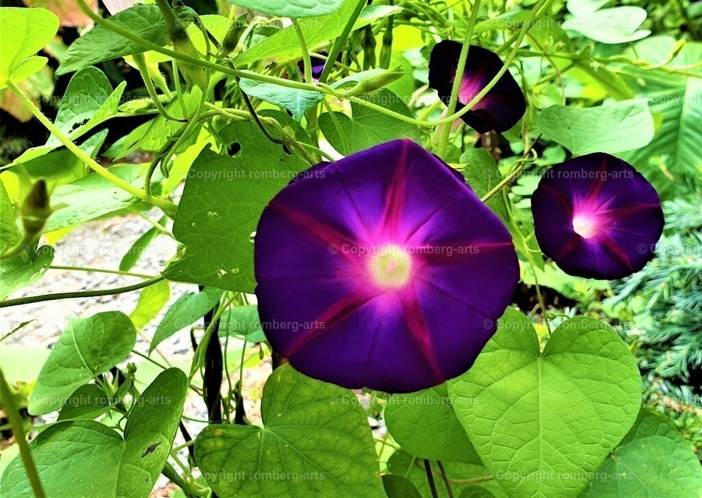 Flowers1 | Blume, Licht, strahlend