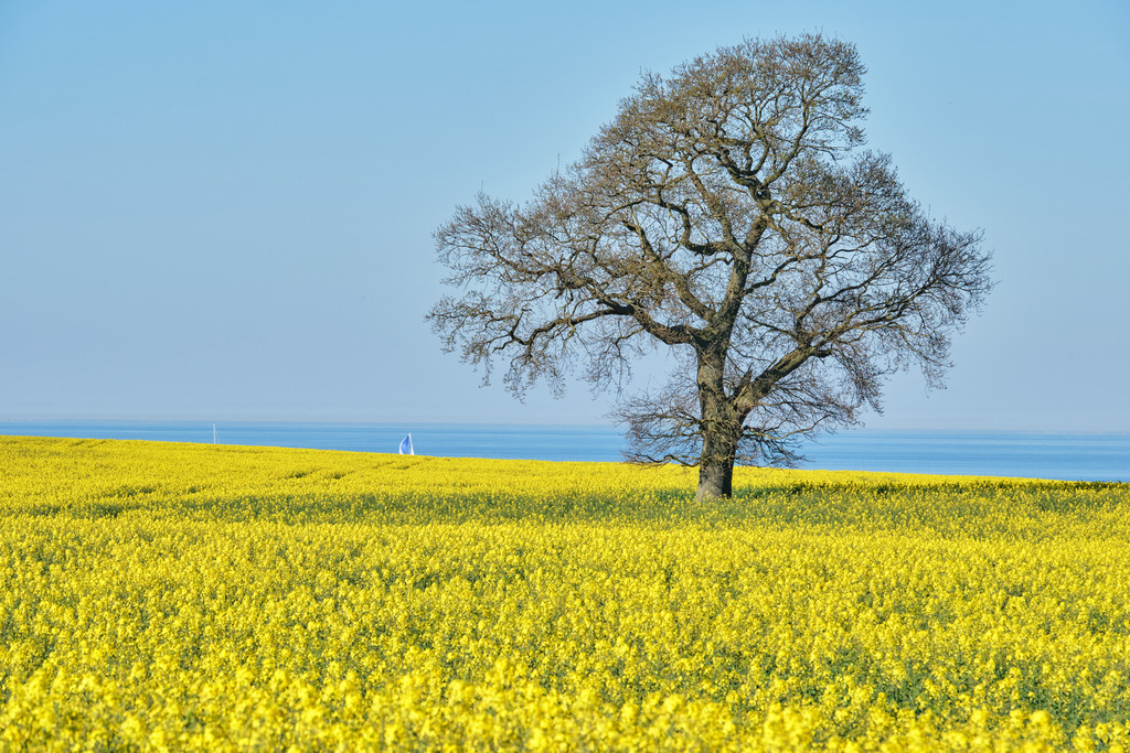 Segler im Raps_1 | Entdecken Sie hochwertige Fotoprodukte für Ihr Zuhause, Büro oder als besonderes Geschenk.rpixel.de bietet Ihnen exklusive Fotografien aus den Bereichen Natur, Landschaft und Motiven vom Meer.Einfach direkt im Online-Shop bestellen. - Realisiert mit Pictrs.com