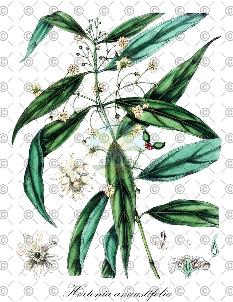 HistAbb_wfo-0001219313_1_ENZY_Simple | Historische Abbildung von Hortonia angustifolia - Monimiaceae | Historical Illustration of Hortonia angustifolia - Monimiaceae