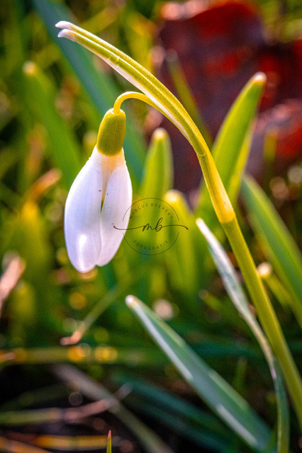 Schneeglöckchen im Gegenlicht | Die Blüte von einem Schneeglöckchen im Gegenlicht - Realisiert mit Pictrs.com