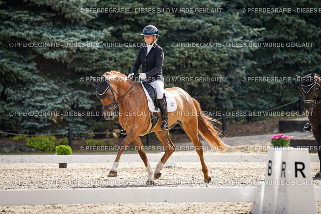 DSC06931 | Pferdegrafie