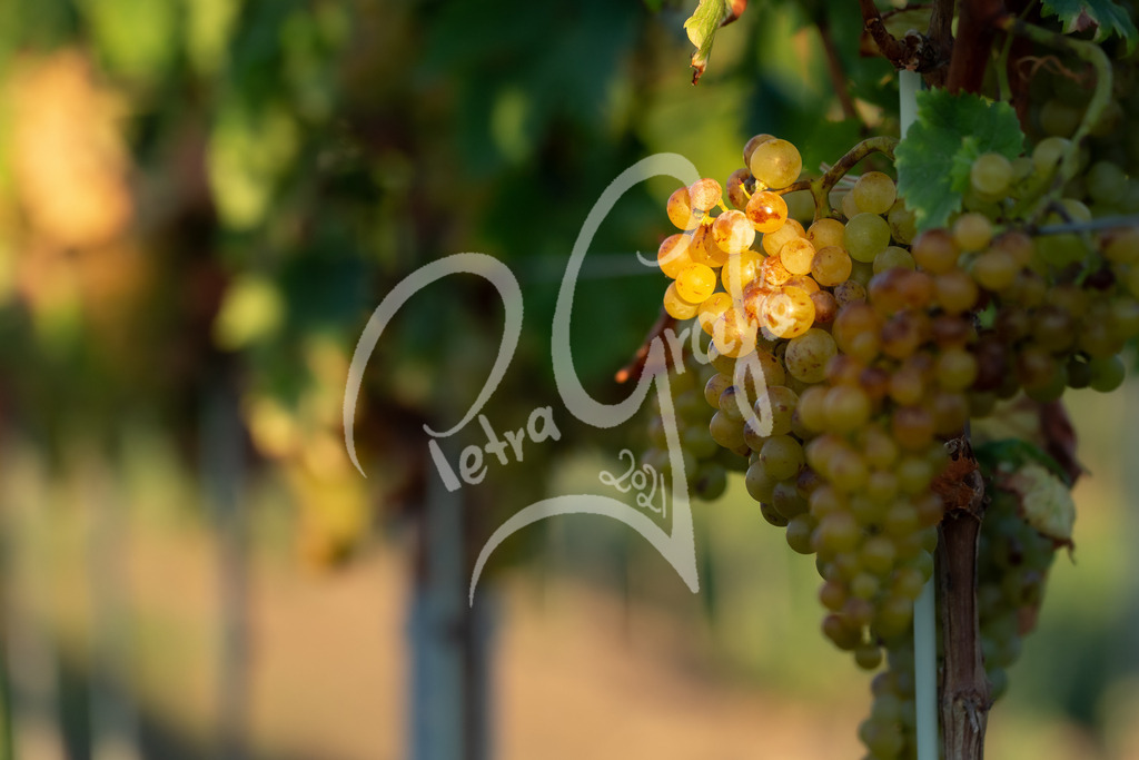 09-PEG_0125 | petragrafie - Realisiert mit Pictrs.com