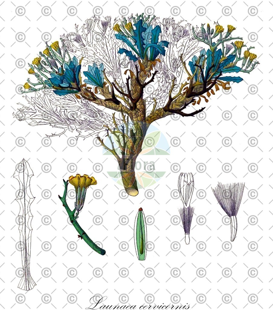 HistAbb_wfo-0000364050_1_ENZY_Simple | Historische Abbildung von Launaea cervicornis - Asteraceae | Historical Illustration of Launaea cervicornis - Asteraceae