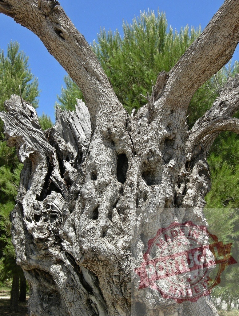 Ancient olive tree trunk with textured bark | Ancient olive tree trunk showing gnarled texture and weathered bark under a blue sky - Realisiert mit Pictrs.com