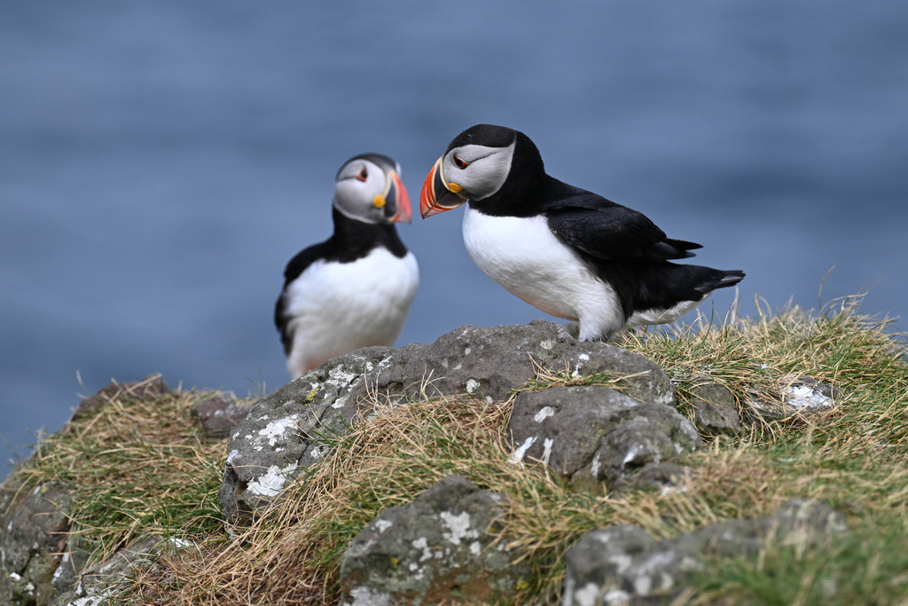 DSC_6693 | Puffins on Lunga Island, Scotland - Realisiert mit Pictrs.com