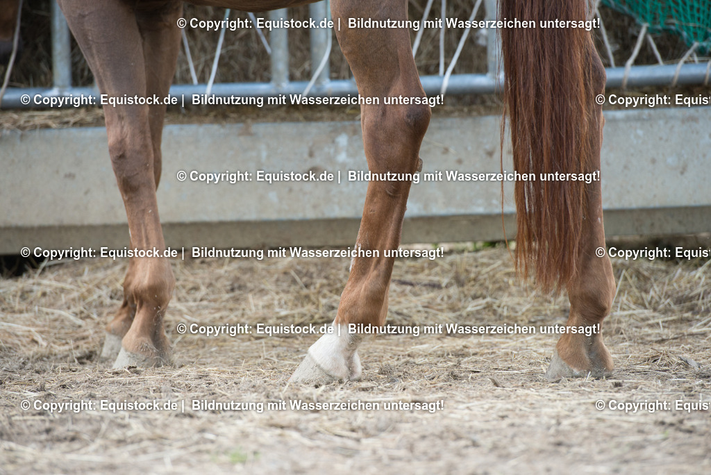 20160626_Pferdebeine_auf_Paddock_0001 | Foto: Thomas Hartig