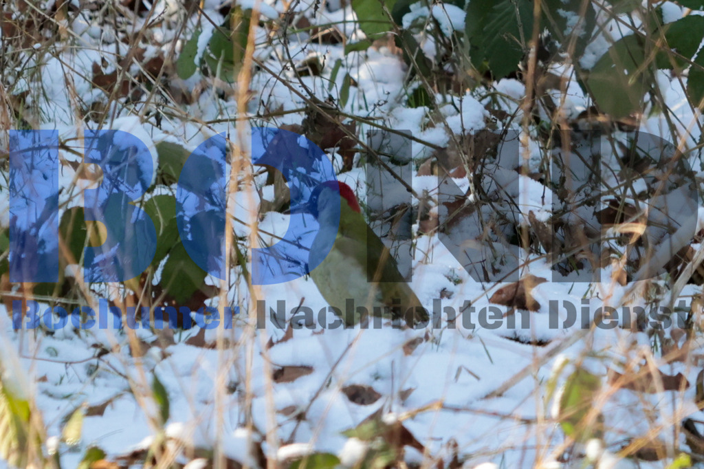 Gruener Specht {date} -  | {headline}



(Foto: Sebastian Sendlak / BOND)

 - Realisiert mit Pictrs.com