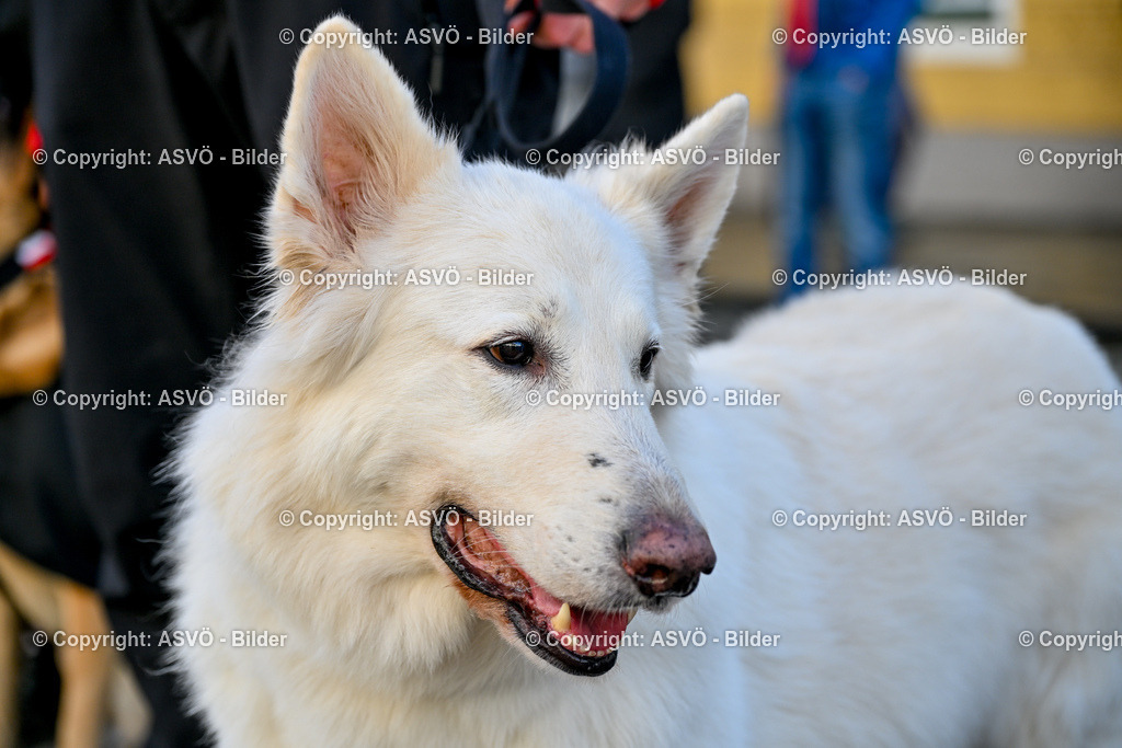 ASVÖ_ Tracking Dog World Championship 2025_ 31.03.2025-259 | 31.03.2025, AUT, ASVÖ, Tracking Dog World Championship // FCI IGP Fährtenhundeweltmeisterschaft 2025©fodo.media / Harald Dostal - Realisiert mit Pictrs.com