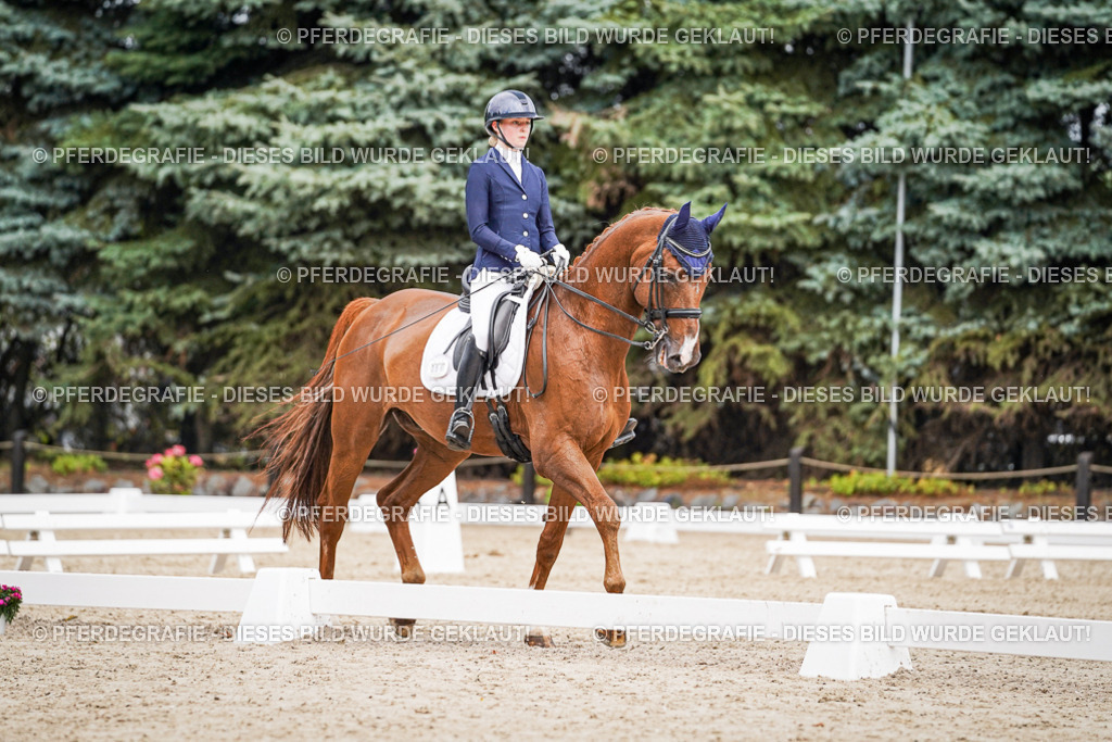 DSC02736 | Pferdegrafie