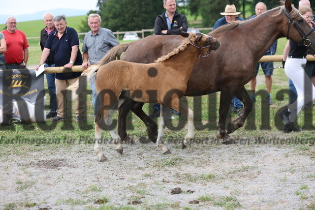 Fohlenprämierung_Sankt-Märgen_2024_KN_29_Flora (7) | Alle Fotos der Reiterjournal Fotografin Doris Matthaes im Reiterjournal Online-Fotoshop. - Realisiert mit Pictrs.com