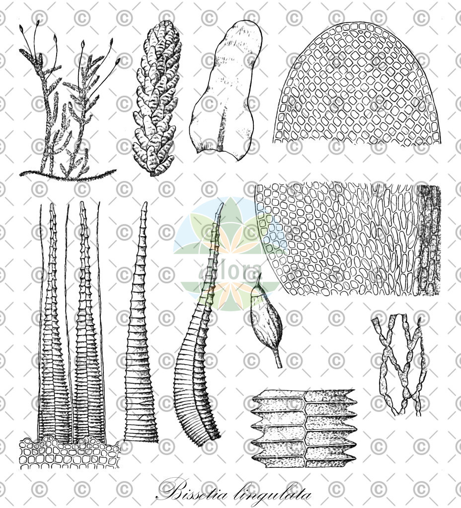HistAbb_EMP_63898_1_SIMPLE | Historische Abbildung von Bissetia lingulata - Miyabeaceae | Historical Illustration of Bissetia lingulata - Miyabeaceae