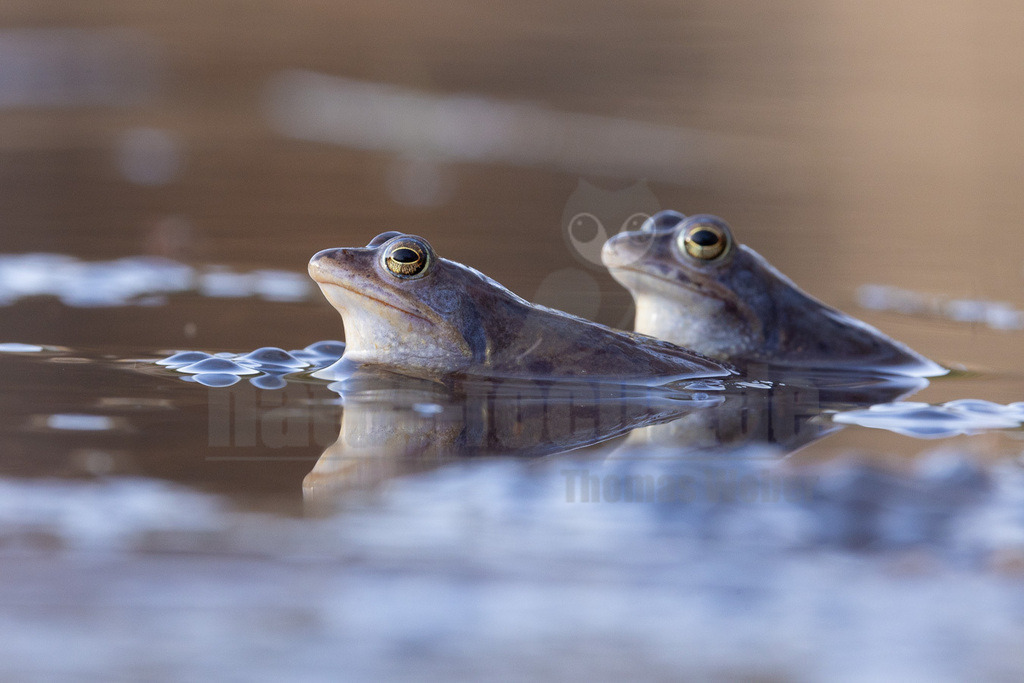R5NF4345-20230316 | Der Moorfrosch gehört innerhalb der Ordnung der Froschlurche zur Familie der Echten Frösche und ebenso zur Gattung der Echten Frösche. Außerdem fasst man ihn nach Aussehen und Lebensweise mit anderen Arten zu den sogenannten Braunfröschen zusammen.  - Realisiert mit Pictrs.com
