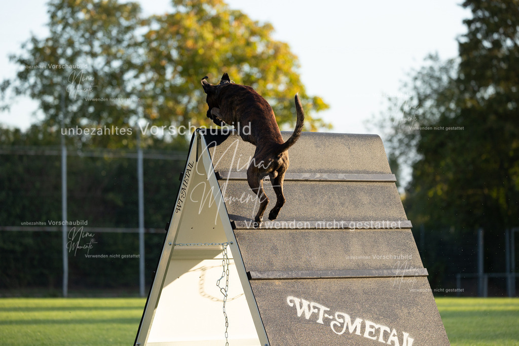 _16A5966 | Einzigartige Fotos von Hunden & Menschen –Actionfotos, Portraits, Vereinsaufnahmen & Paarshootings – authentisch, lebendig & mit Herz.