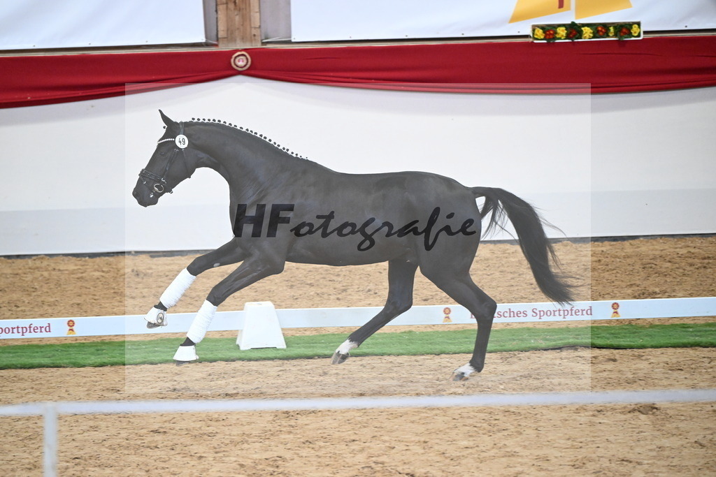 Kat.-Nr. 49 v. Debutant PS_Greim_2250169 | hf-fotografie - Realisiert mit Pictrs.com