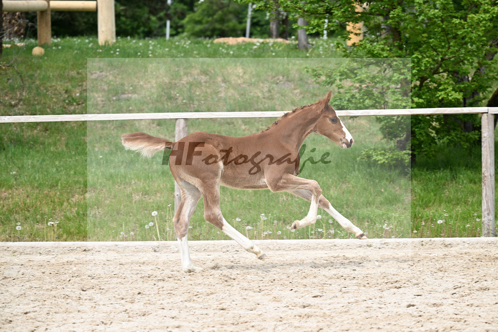 Kat-Nr. 30 HF Ermitage Kalone x Plot Blue_Kornes_24260836 | hf-fotografie - Realisiert mit Pictrs.com