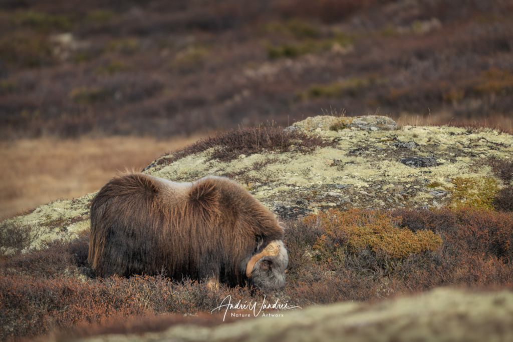 Im Rhythmus der Steppe | Andre Wandrei - Nature Artworx - Realisiert mit Pictrs.com