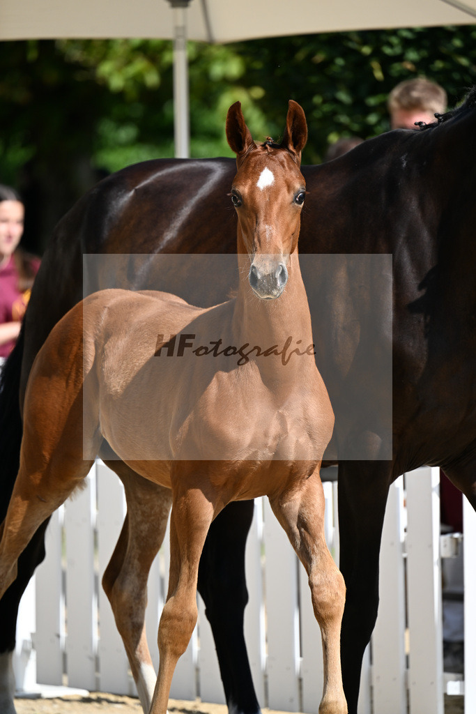 Kat-Nr. 2 Fuerst Samarant x Don Schufro_SF_Eder_29250072 | hf-fotografie - Realizzato con Pictrs.com