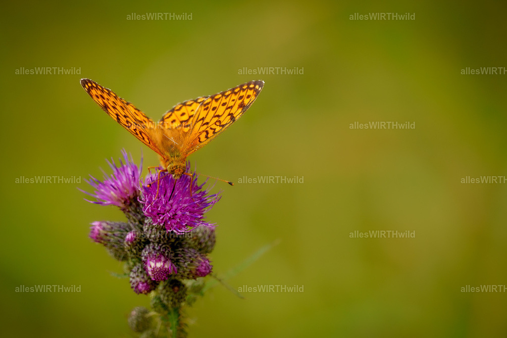 Daniel Wirth - www.allesWIRTHwild.de - Harz - 7IV08151 | Entdecke die faszinierende Welt der Natur- und Wildlife-Fotografie von Daniel und Bärbel. Inspirierende Bilder von wilden Tieren und kleinen Naturwundern.