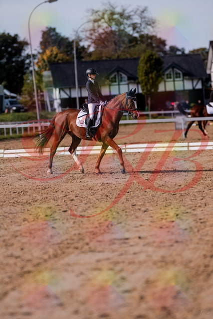 2026_10_03_Siefer-Hof_123437_Z81_32435384 | Professionelle Reitsport-, Turnier- und Eventfotografie von Robert Broda. Galerien mit ausgewählten und bearbeiteten Bildern direkt online ansehen und bestellen.