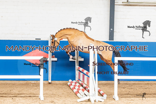 Freispringwettbewerb Saterland 25 (71) | mandyhollmannphotographie